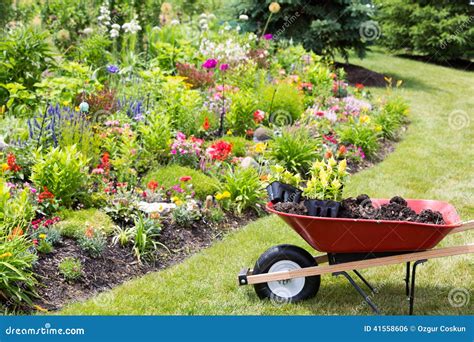 Transplanting New Spring Plants Into The Garden Stock Photo Image Of