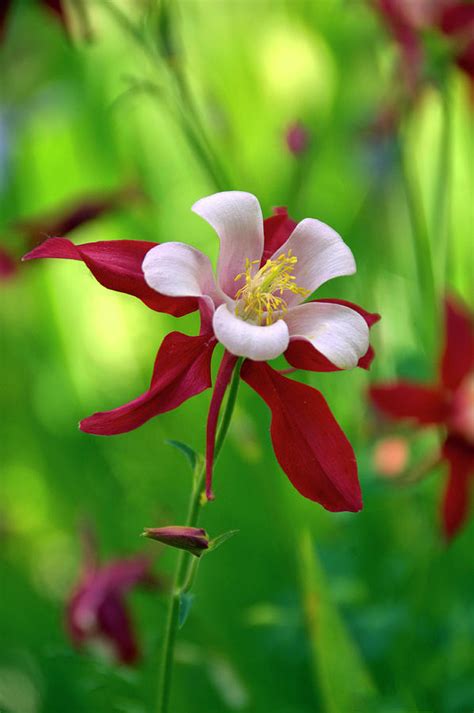 White And Red Columbine Photograph By James Steele Fine Art America