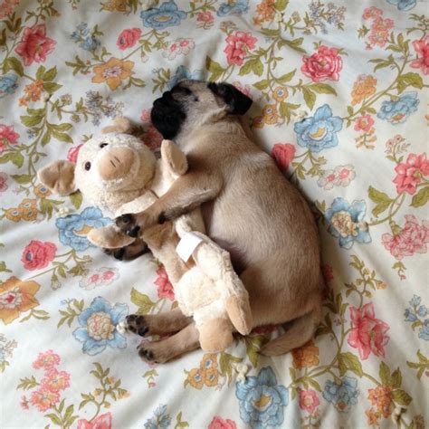 13 Relationship Goals All Pup Parents Aspire To Reach With