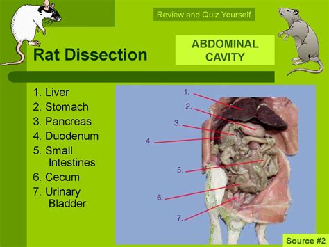 Rat Dissection Online Presentation