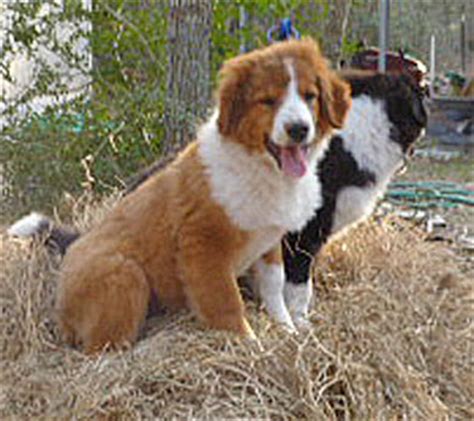 English bulldog puppy for sale in ione, ca, usa. English Shepherd Puppies For Sale in Seguin TX