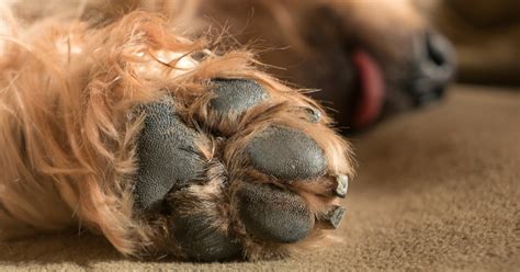 How Do I Take Care Of My Dogs Paws In The Winter