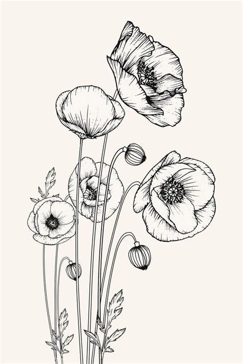 Poppy Flower Drawing Easy Flower Drawings Flower Drawing Tutorials