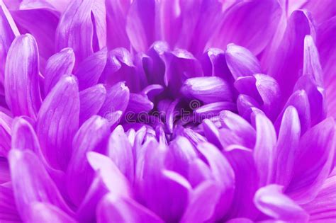 Violet Chrysanthemum Flower Petals Stock Image Image Of Closeup