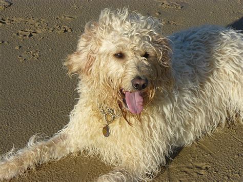 Information about standard poodle ungroomed. UK Labradoodle Association • View topic - Different Dood ...