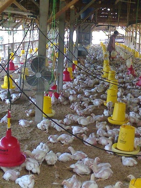 Ternak ayam broiler panen bobot 2kg dalam waktu 30 hari video 3. HARGA AYAM BROILER HARI INI. KAMIS, 23 APRIL 2015