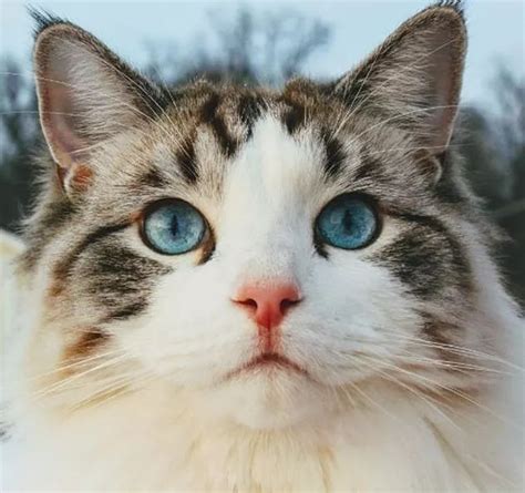 17 Of The Prettiest Ragdoll Cats On The Internet Cuteness In 2022