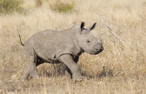2332 Baby African White Rhino Stock Photos Free And Royalty Free Stock