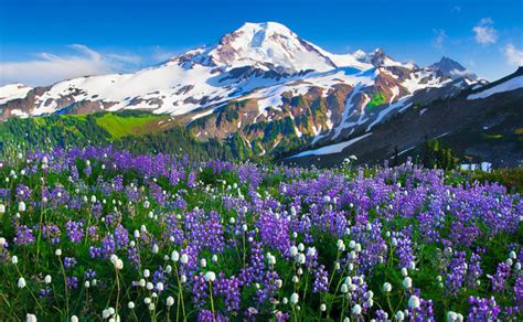 Flowers That Blossom On Mountain Slopes Great Inspire