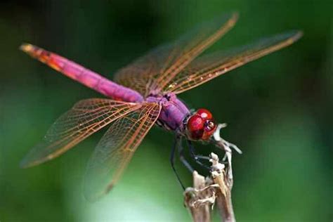 Purple Beauty Dragonfly Facts Dragonfly Photos Dragonfly