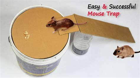 Homemade Mouse Trap 15 Diy Rat Traps That Really Work Homemade