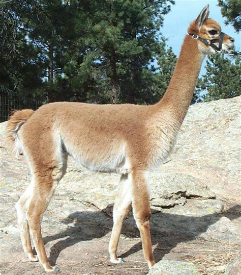 Vicugna is a genus containing two south american camelids, the vicuña and the alpaca. Vicuña - EcuRed