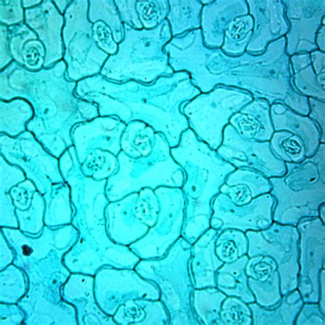 Plant Leaf Cell Under Microscope My Xxx Hot Girl