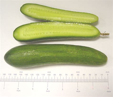 Filecucumber For Salad 001 Wikimedia Commons