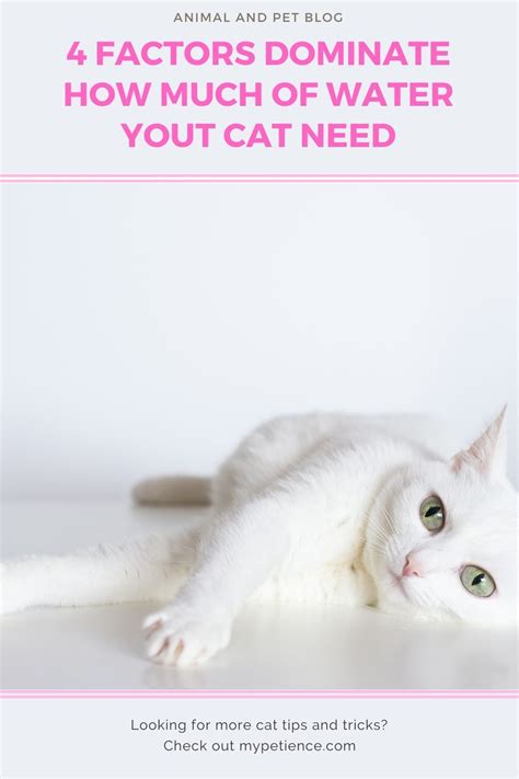 How Long Can a Cat Go Without Water and Food? in 2020 ...