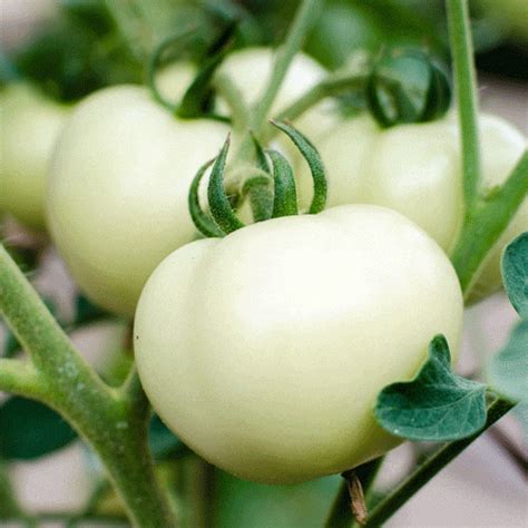 Organic Great White Tomato Seeds Natural Seed Bank