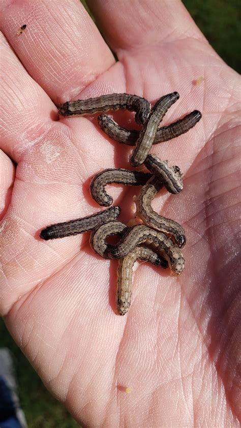 Fall Armyworms In 2021 Nc Turf Bugs