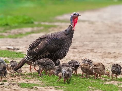 What Do Wild Turkeys Eat Diet Behavior Birdfact