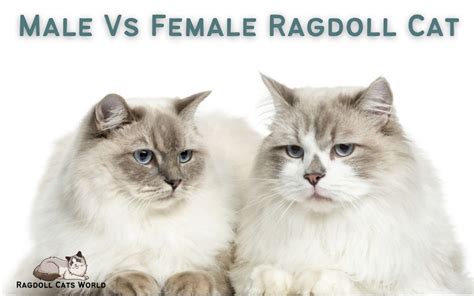 Male Vs Female Ragdoll Which One Is Right For You