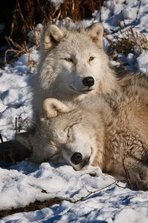 Pin By Grace Sheppard On Gray Wolf Arctic Wolf Wolf Dog Animals