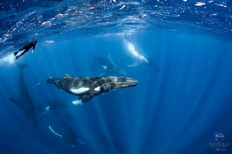 Swim With Humpback Whales In Vavau Tonga