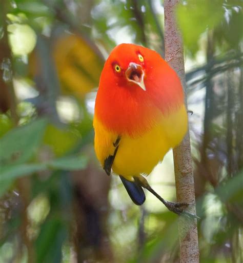 Image Result For Flame Bowerbird