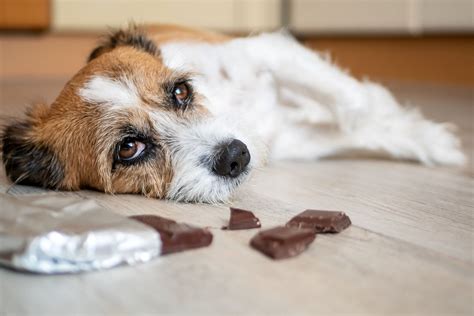 How much chocolate your dog ate. How Much Chocolate is Dangerous for Dogs? | Daily Paws
