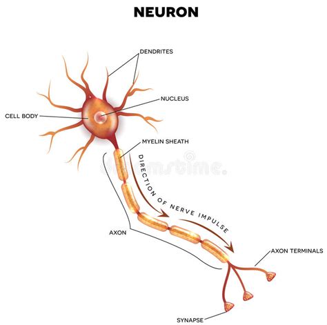 Maybe you would like to learn more about one of these? Labeled Diagram Of The Neuron Stock Vector - Illustration ...