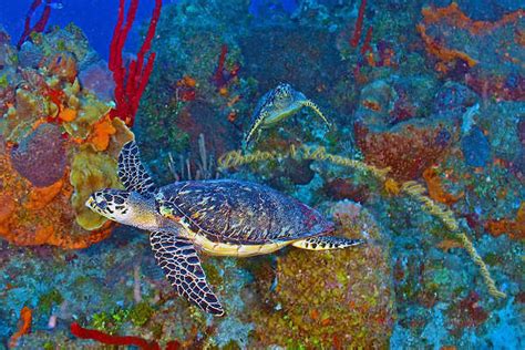 10 Underwater Paintings Free And Premium Templates Free