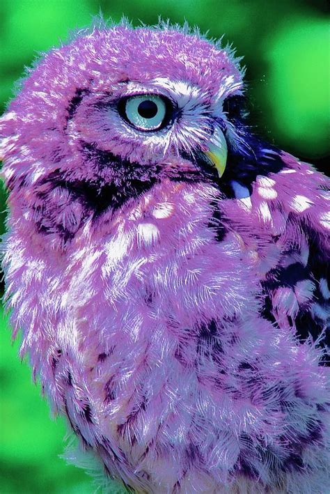 Little Owl Recoloured Photograph By Neil R Finlay Fine Art America