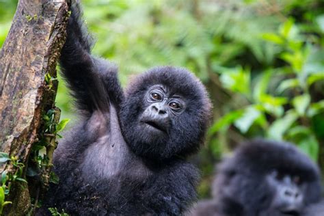 Gorilla Trekking In Rwanda How To And Top Tips Africa Freak