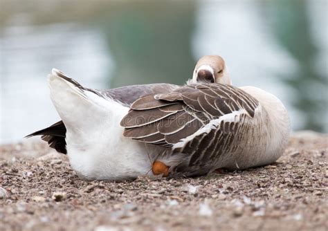 Duck Sleeping In The Park On The Nature Stock Image Image Of Animal