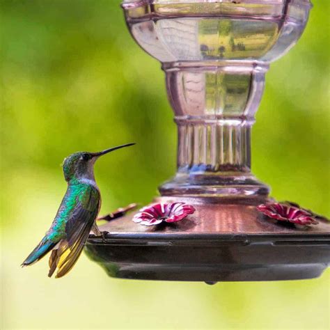 How To Attract Hummingbirds And Make Your Own Hummingbird Nectar Happy Simple Living