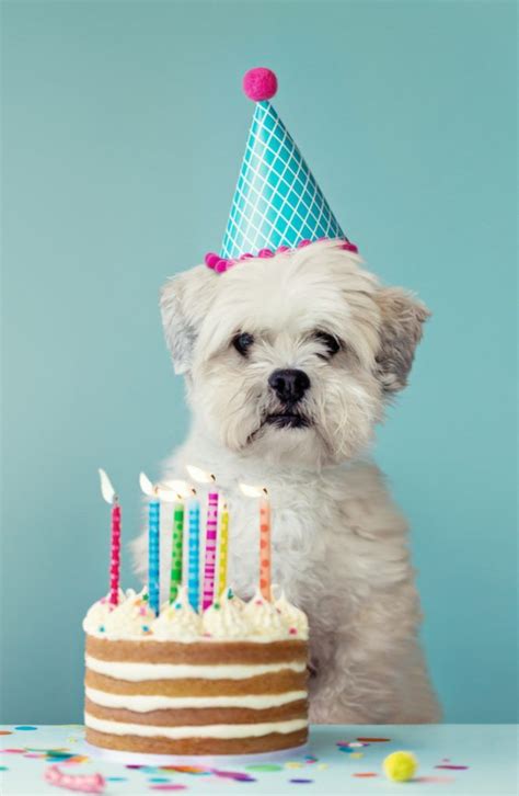 Birthday Cake Recipes For Dogs That Fido Will Flip For Dog