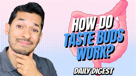 How Do Taste Buds Work Youtube