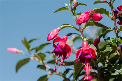 Fuchsia Plant Care And Growing Guide