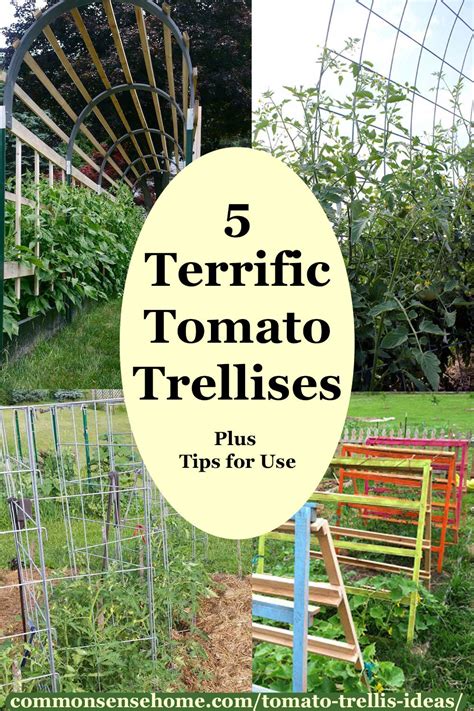 5 Terrific Tomato Trellis Ideias Para Uma Colheita Fácil Arsenal Fund