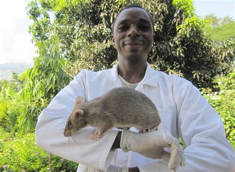 Reports On Train Hamisi The Herorat To Detect Tb In Tanzania Globalgiving