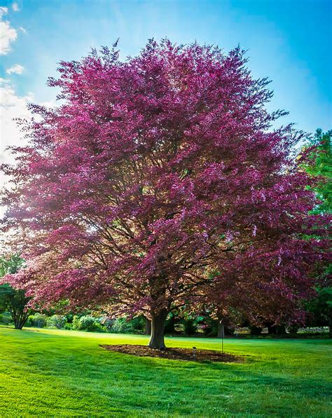 Tri Color Beech Trees For Sale Online The Tree Center