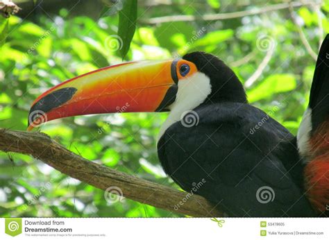 Bekijk meer ideeën over vogels, tropische vogels, exotische vogels. De vogel van de toekan stock afbeelding. Afbeelding ...