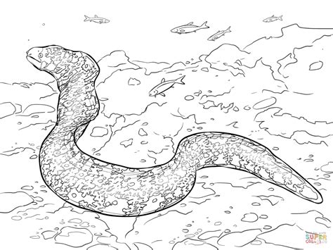 Snowflake Moray Eel coloring page | Free Printable Coloring Pages