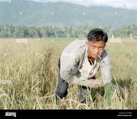 Young Male Asian Filipino Farmer Working During The Rice Harvest In The
