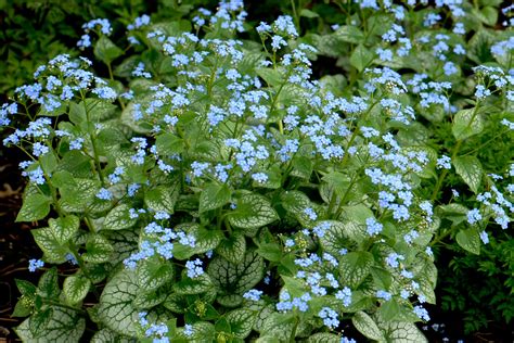 ‘jack Frost Named 2012 Perennial Plant Of The Year Plant Something