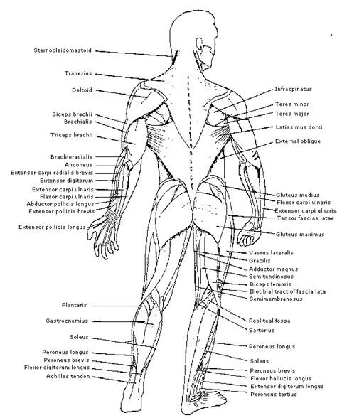 Diagram Of Muscles In The Body Muscular System Body Systems Webquest