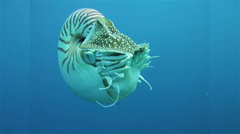 Nautilus Belauensis Palau Nautilus