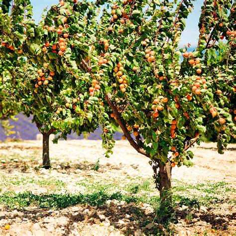 Blenheim Apricot Trees For Sale