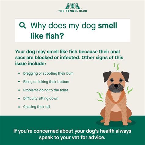 What Does It Mean When Your Dog Smells Like Poop