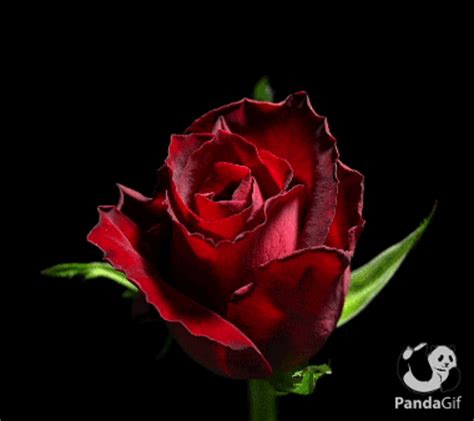 Spectacular flower bouquet happy birthday animated card (gif). Great Red rose gifs on PandaGif | Best Red rose gifs