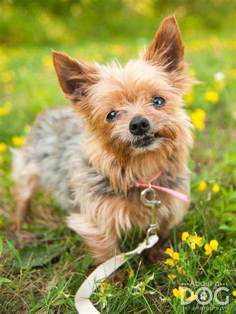 Get started by checking our online adoption listings (updated every 20 minutes) or stop by one of our adoption centers in the twin cities metro area, including coon rapids, golden valley, and. Tri-County Humane Society nonprofit in St Cloud, MN ...