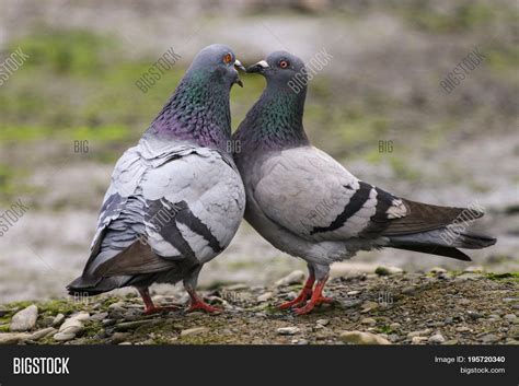 Male Female Pigeon Image And Photo Free Trial Bigstock